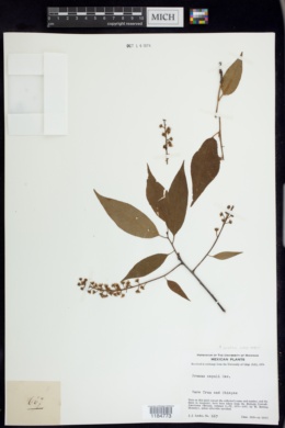 Prunus capuli image