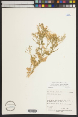 Aliciella latifolia var. imperialis image