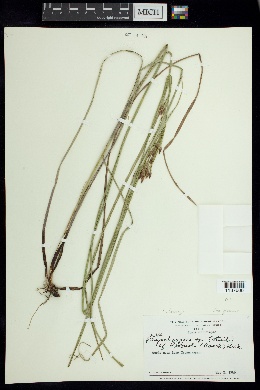 Rhynchospora robusta image