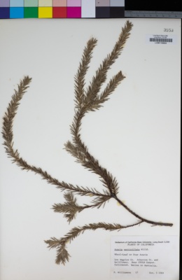 Acacia verticillata image