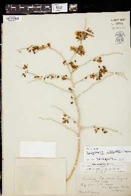 Image of Parkinsonia torreyana