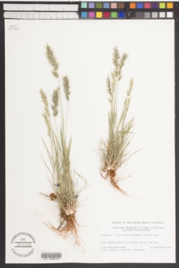 Eragrostis lacunaria image