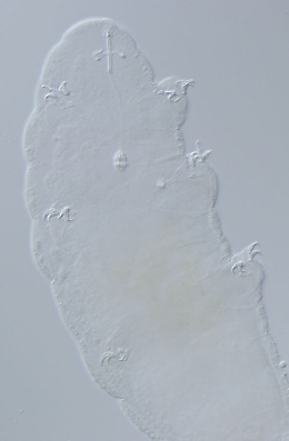 Image of Hypsibius camelopardalis