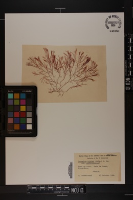 Ceramium rubrum var. pedicellatum image