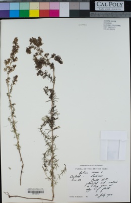 Image of Galium cryptanthum