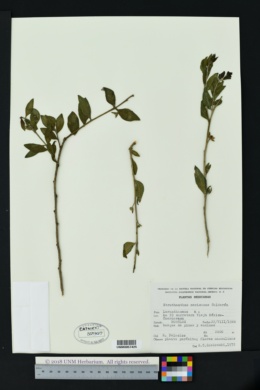 Image of Struthanthus mexicanus