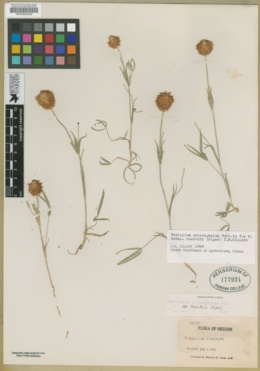 Trifolium eriocephalum subsp. cusickii image