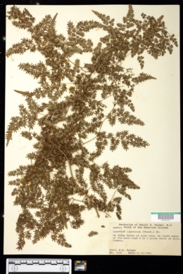 Image of Lygodium japonicum