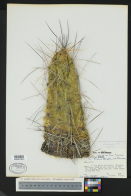 Echinocereus enneacanthus var. enneacanthus image