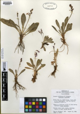 Primula nevadensis image