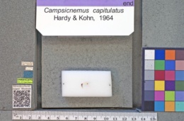 Image of Campsicnemus capitulatus