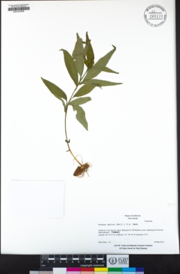Prunus dulcis image
