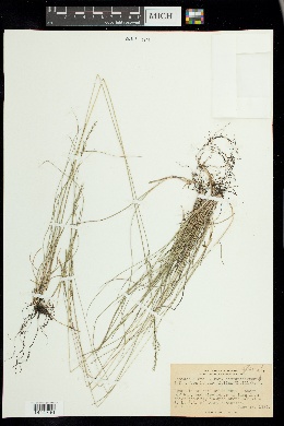 Festuca rubra subsp. commutata image