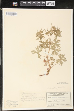 Image of Geranium carolinianum var. sphaerospermum
