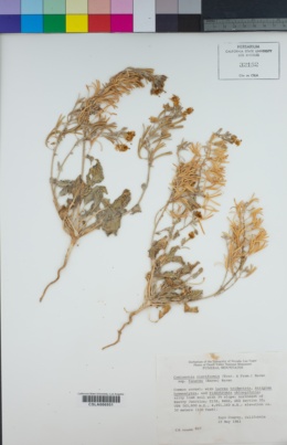 Chylismia claviformis subsp. funerea image
