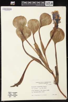 Eichhornia azurea image