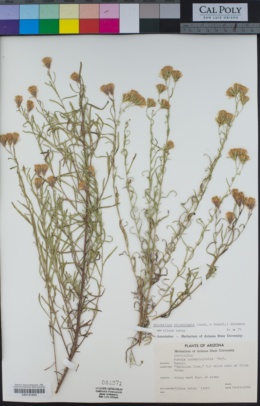 Kuhnia rosmarinifolia image