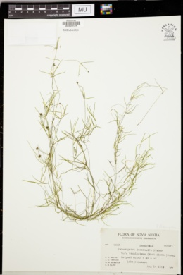 Potamogeton berchtoldii subsp. berchtoldii image