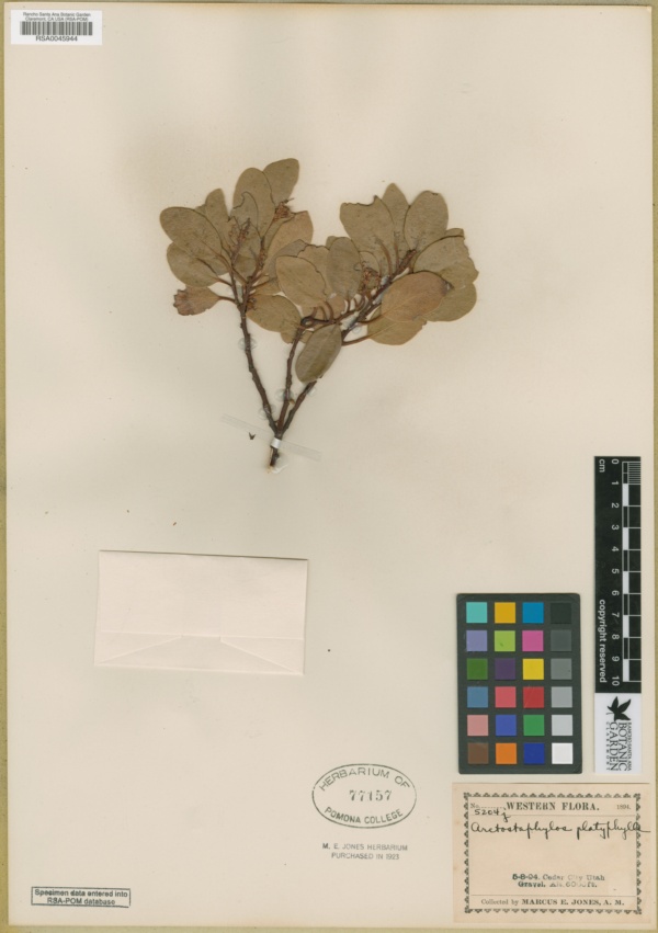 Arctostaphylos bakeri subsp. bakeri image
