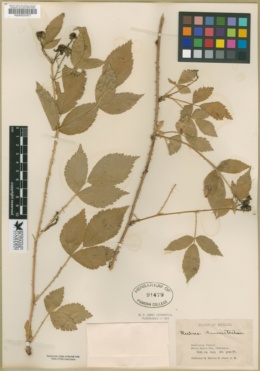 Rubus humistratus image