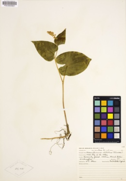 Maianthemum dilatatum image