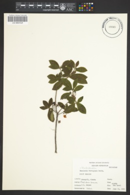 Image of Rhododendron ferrugineum