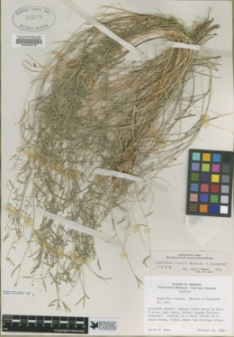 Image of Euphorbia aaron-rossii