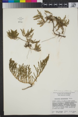 Salicornia subterminalis image