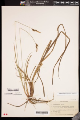 Image of Carex vestita