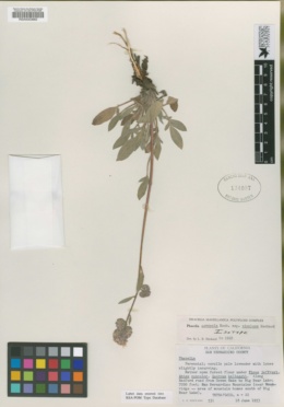 Phacelia oreopola image