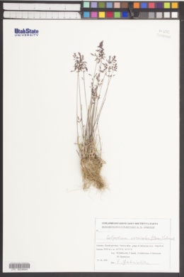 Colpodium versicolor image