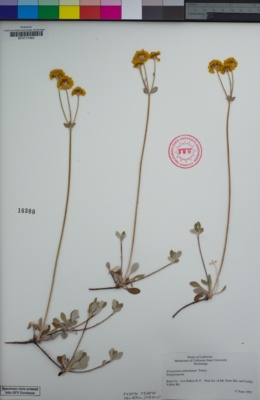 Image of Eriogonum umbellatum