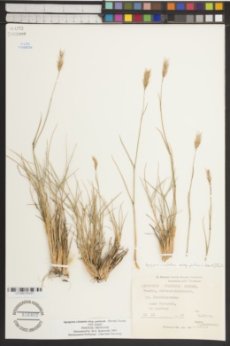 Thinopyrum pycnanthum image