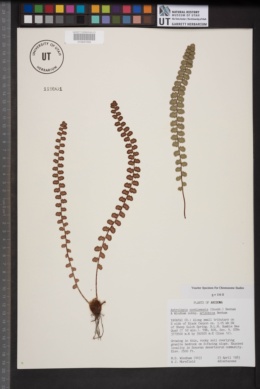 Astrolepis cochisensis subsp. arizonica image