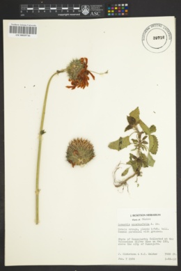 Leonotis nepetaefolia image
