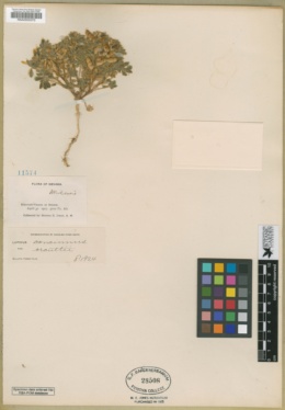 Lupinus concinnus image