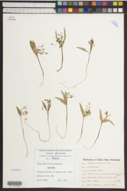 Claytonia lanceolata var. idahoensis image