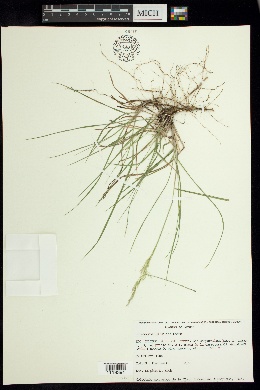 Calamagrostis valida image