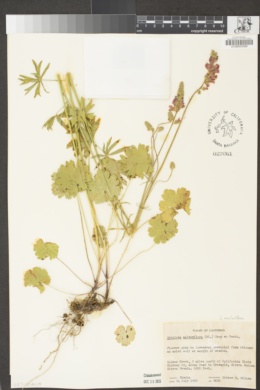 Sidalcea malviflora image