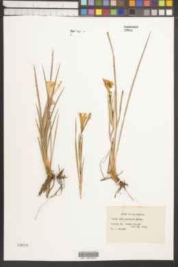 Iris amabilis image