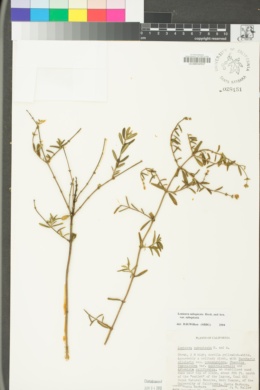 Lonicera subspicata var. subspicata image