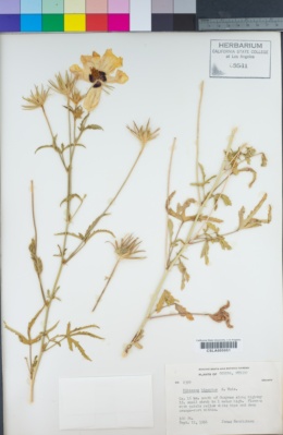 Hibiscus biseptus image