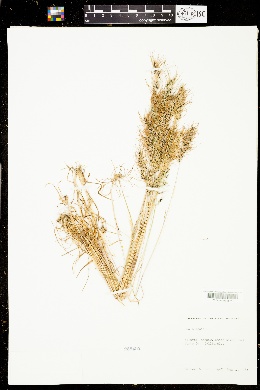 Poa bulbosa subsp. bulbosa image