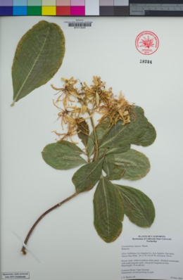 Calodendrum capense image