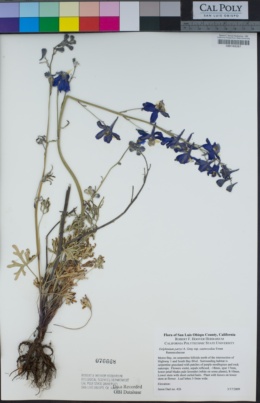 Delphinium parryi subsp. eastwoodiae image