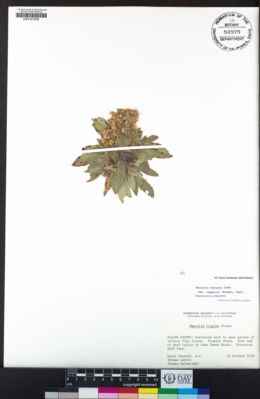 Phacelia hastata var. compacta image