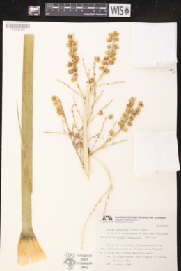 Image of Nolina longifolia