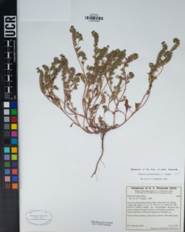 Phacelia curvipes image