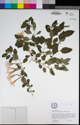 Image of Dyschoriste thunbergiiflora