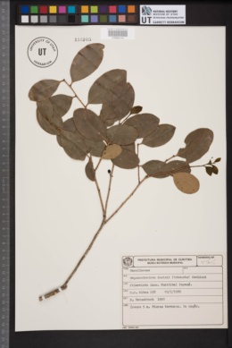 Image of Capsicodendron pimenteira